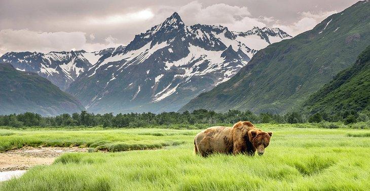 Oso grizzly en Alaska