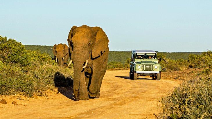 Elefantes en el Parque Nacional Addo, Sudáfrica