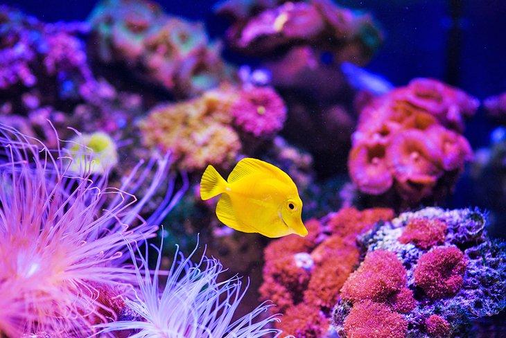 Acuario de Hurghada