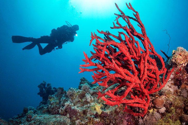 Sitio de buceo Gota Abu Ramada