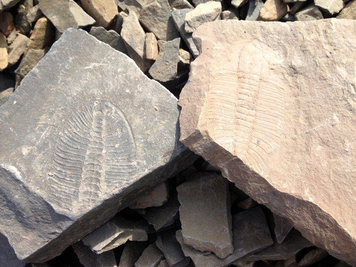 Lechos fósiles de Burgess