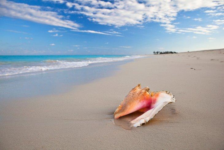 Conch-Schale am Grace Bay Beach