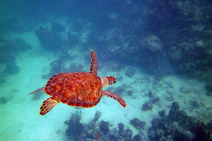 Grüne Meeresschildkröte in den Turks- & Caicos-Inseln