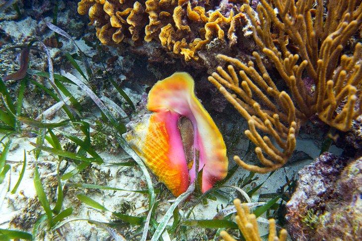 Concha sobre el Arrecife Mesoamericano en la Riviera Maya