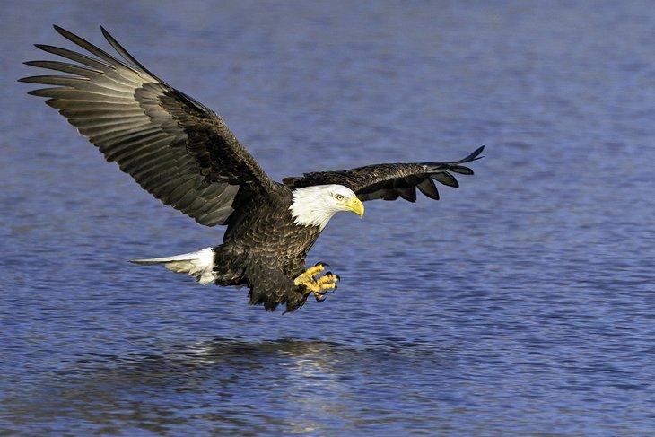 Weißkopfseeadler im Colvill Park in Red Wing