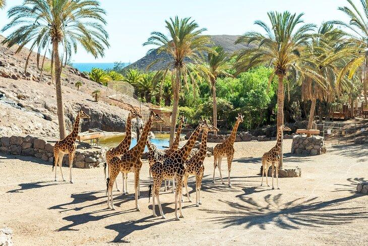 Jirafas en el Oasis Wildlife Park en Fuerteventura