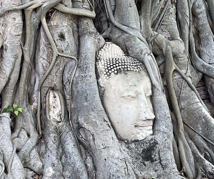 Cabeza de Buda en raíces de árbol en Wat Mahathat