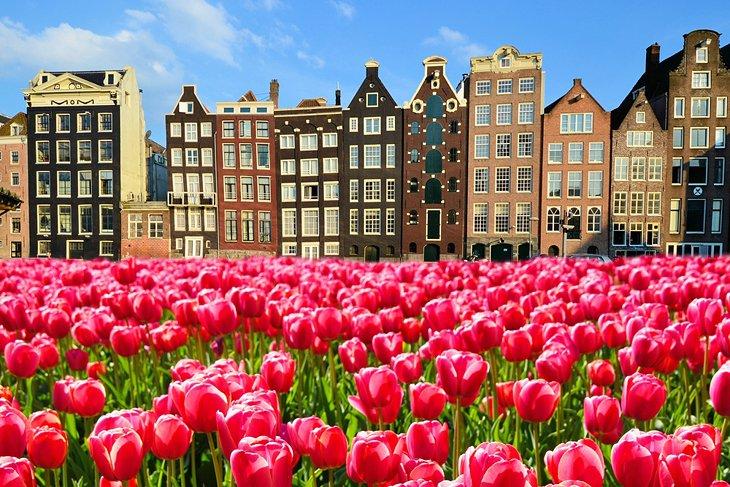 Tulipes et maisons au bord du canal à Amsterdam