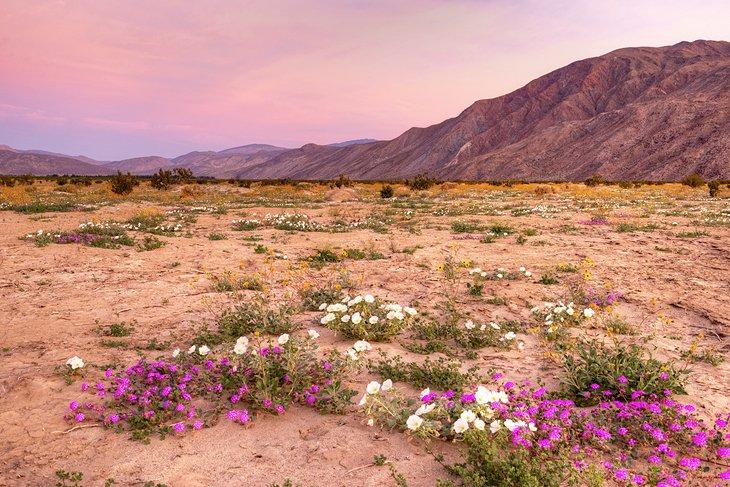 Parque Estatal Anza-Borrego Desert en primavera