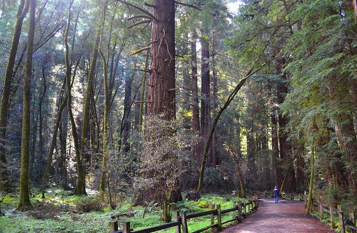 Parque Estatal Henry Cowell Redwoods
