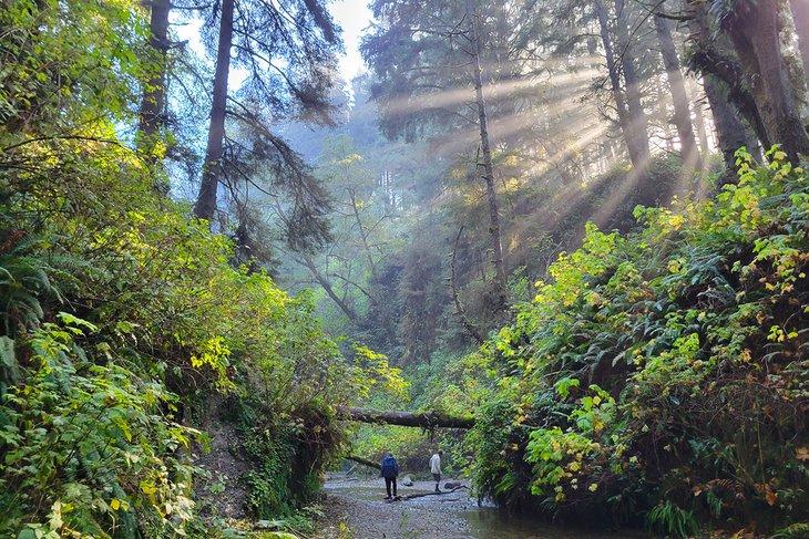 Cañón de Helechos, Parque Estatal Prairie Creek Redwoods