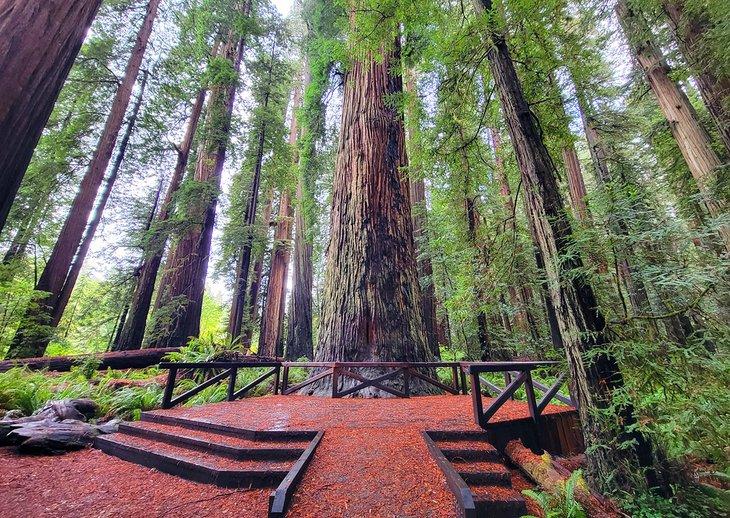Parque Estatal Jedediah Smith Redwoods