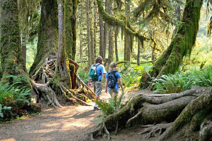 Senderistas en el Bosque Lluvioso Hoh en el Parque Nacional Olímpico