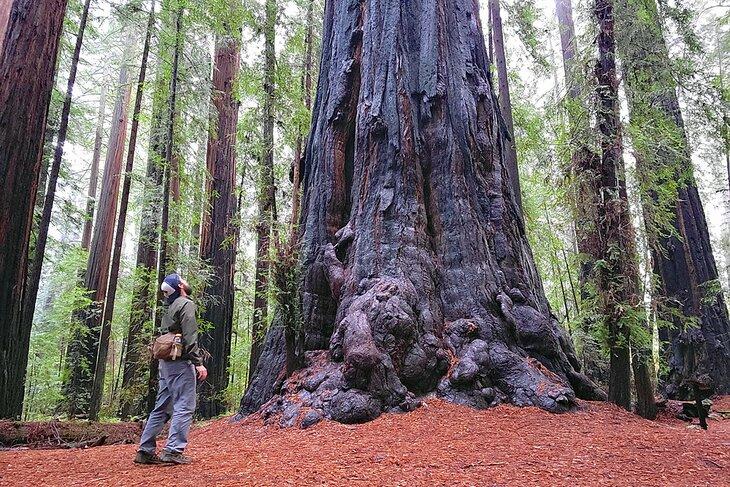 Parque Estatal Humboldt Redwoods