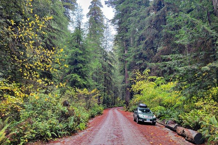 Parque Estatal Jebediah Smith Redwoods