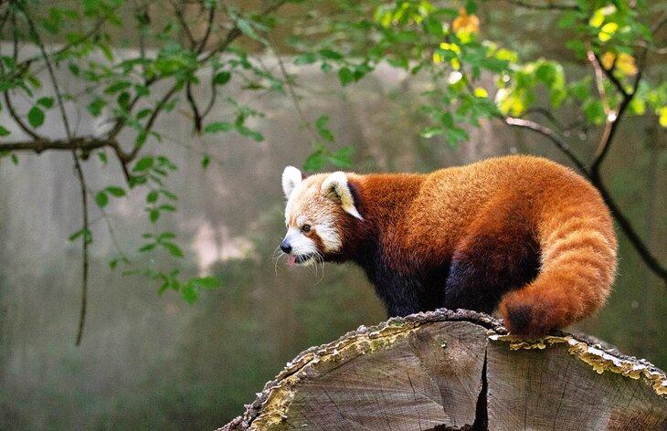 Panda rouge au Binder Park Zoo