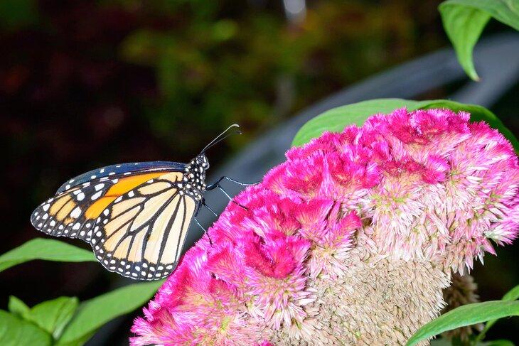 La Casa de Mariposas Original de Mackinac Island & Mundo de Insectos