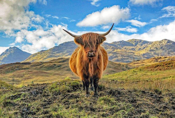 Vaca de las Tierras Altas en los Trossachs