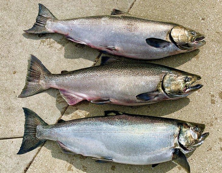 Königslachse und Coho-Lachse aus dem Michigansee
