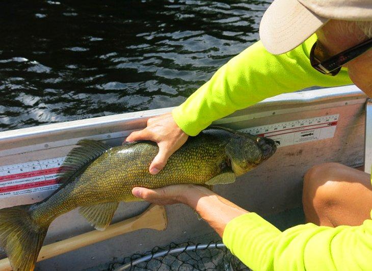 Michael Law mit einem Zander am French River