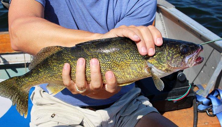 Zander am Lac Seul