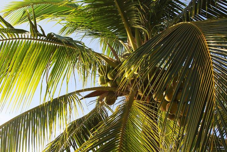Palmera de coco