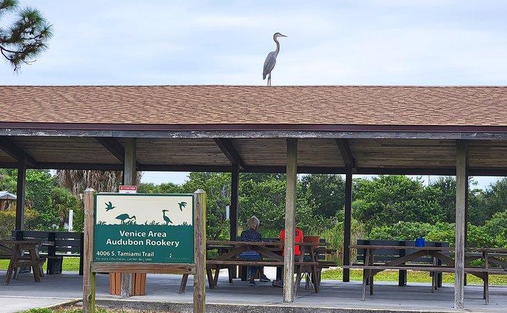 Una garza en un refugio de picnic en el Rookery de Audubon de Venecia