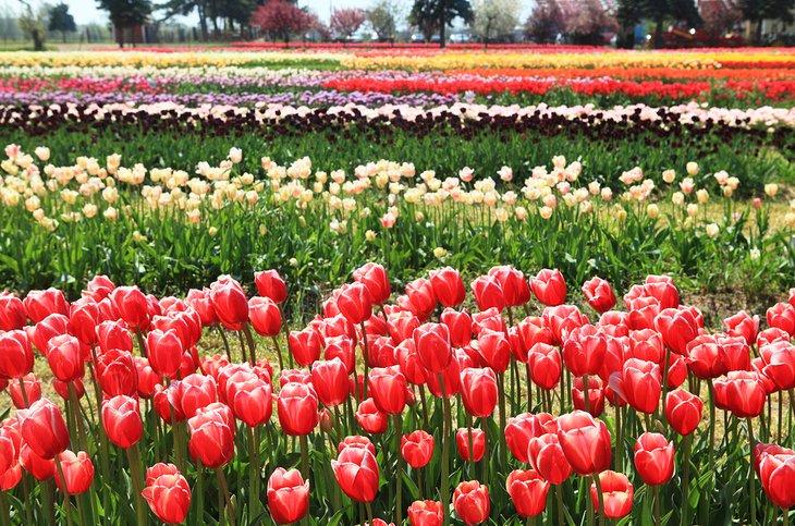 Jardín de Tulipanes Veldheer