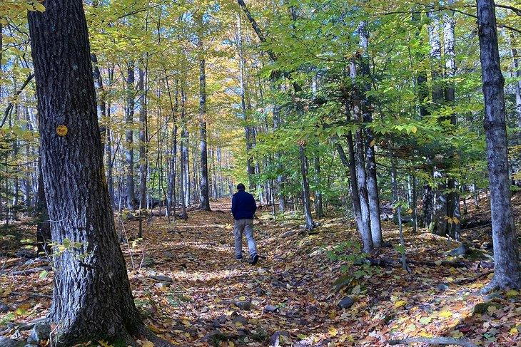 Sendero de Windham Mountain en los Catskills