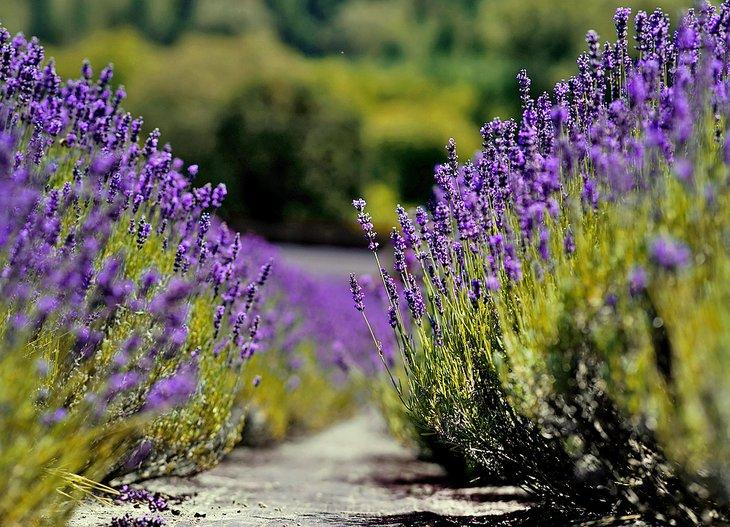 Granja de lavanda en Jacksonville