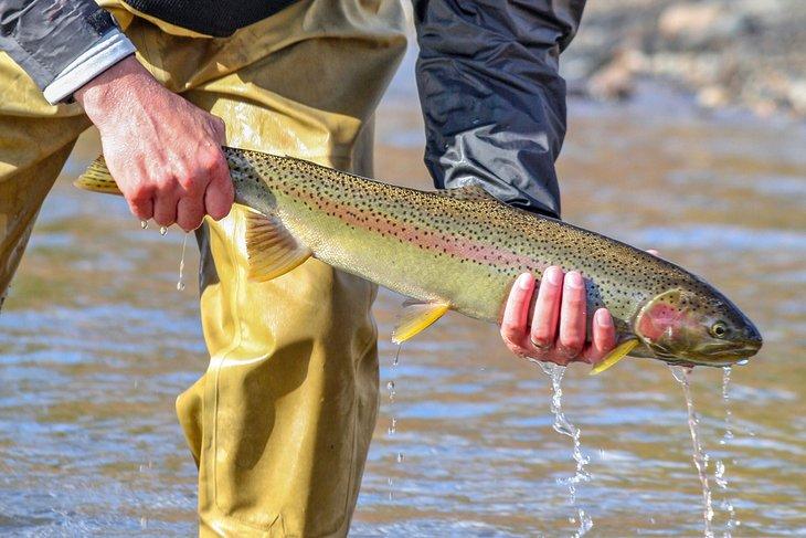 Trucha arcoíris del río Salmon