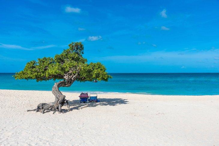Arbre Divi Divi sur la plage d'Eagle, Aruba