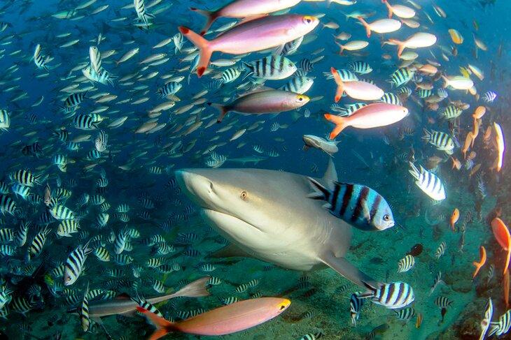 Buceo con tiburones en la Laguna Beqa