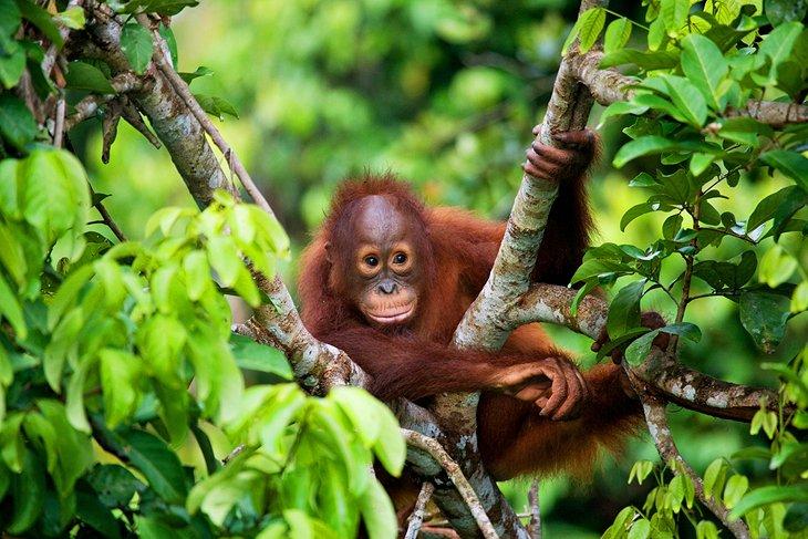 Bebé orangután en la selva tropical de Borneo