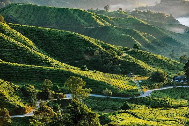 Plantación de té en las Tierras Altas de Cameron