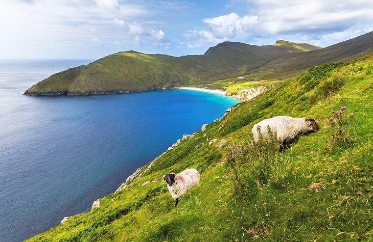 Ovejas pastando en la Isla Achill