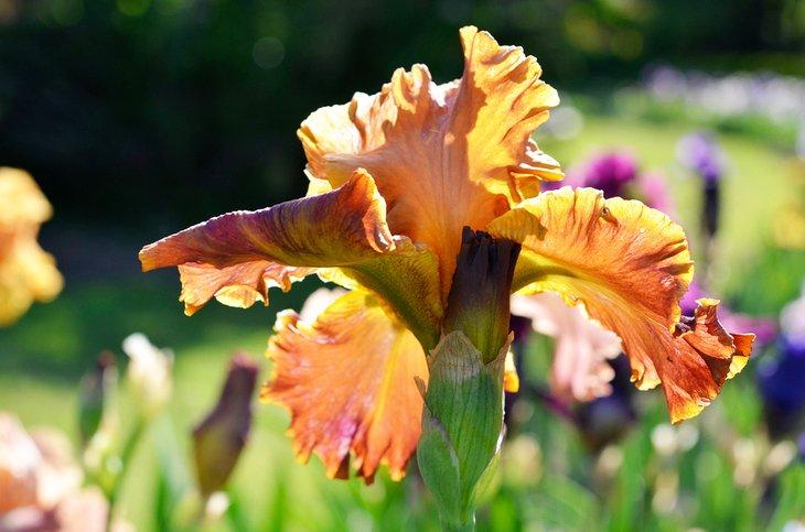Jardines Memorial Iris Presby en Montclair, NJ