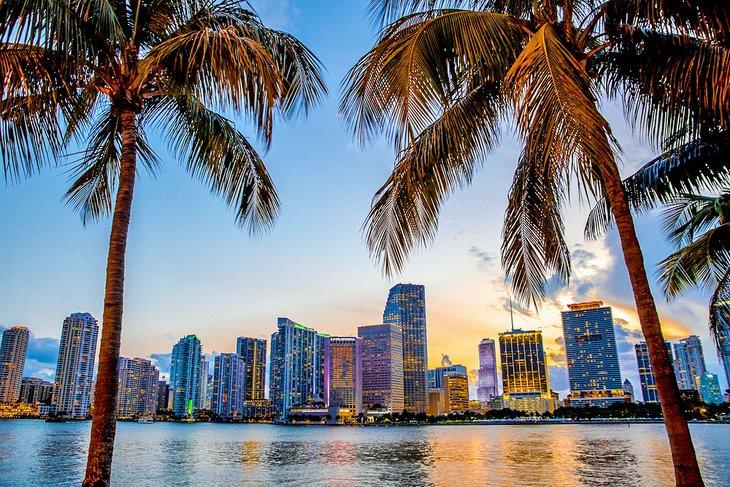 Palmeras y el horizonte de Miami