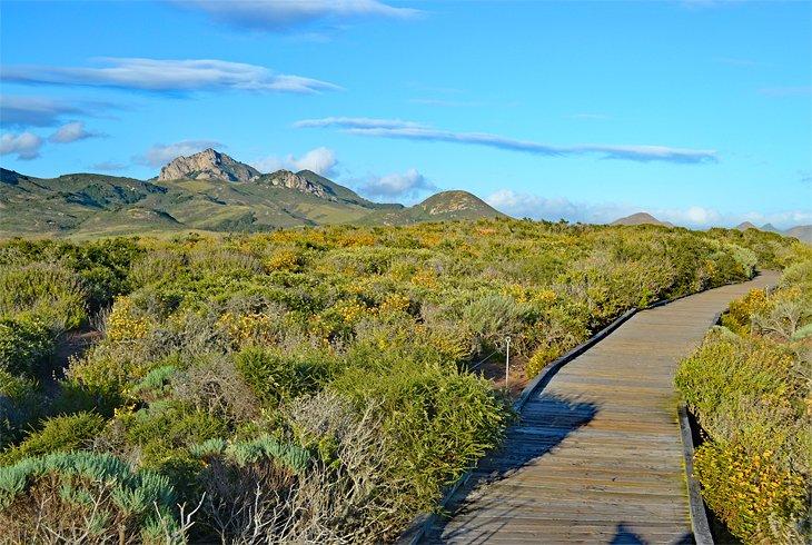 El Bosque Elfin de El Moro