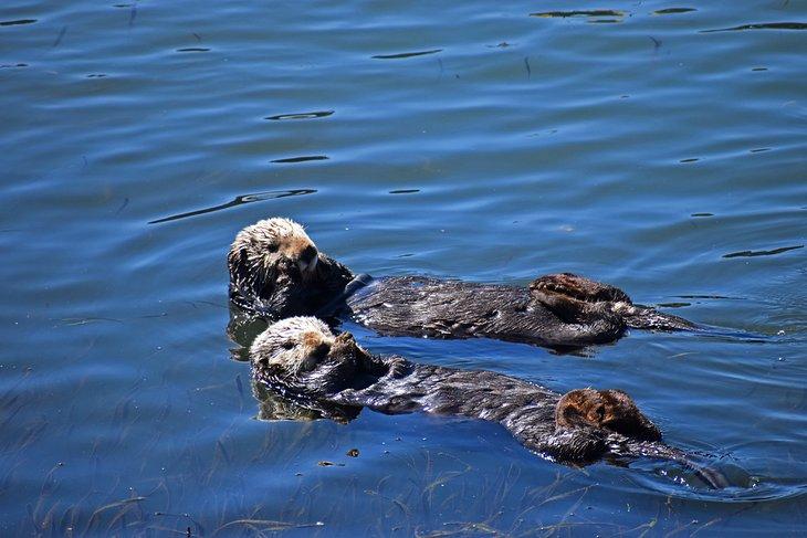Nutrias marinas en el Estuario Nacional de Morro Bay