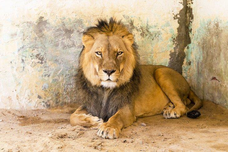 Lion au Zoo du Paradis