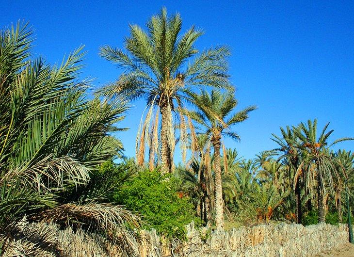 L'Oasis de Tozeur