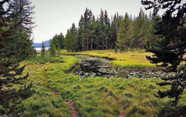 Sendero DeLacy Creek