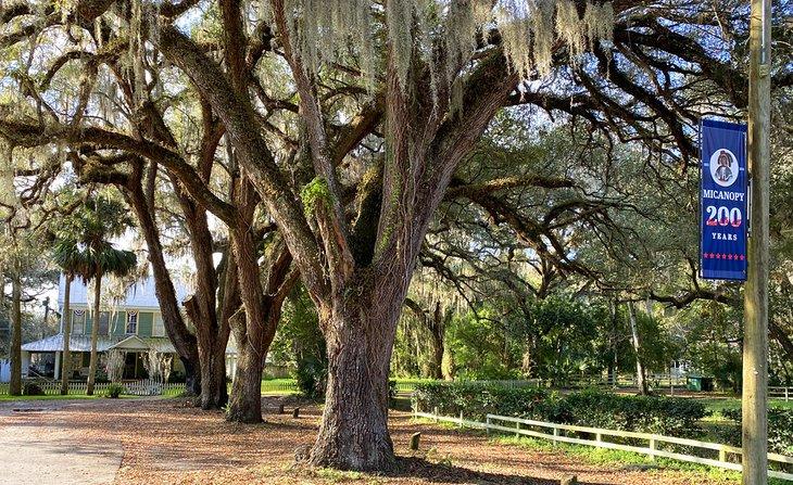 Micanopy Histórico