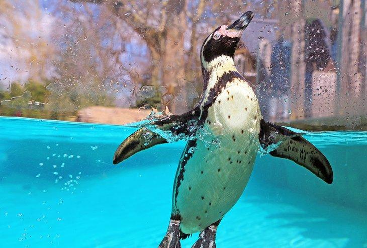 Pingüino en el Zoológico de Londres