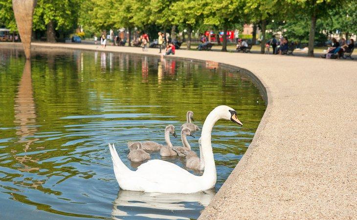 Cisne y sus crías en Victoria Park, Londres