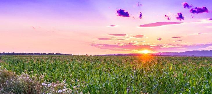 Coucher de soleil sur un champ de maïs dans l'Iowa