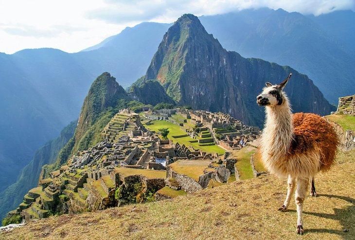 Llama y Machu Picchu