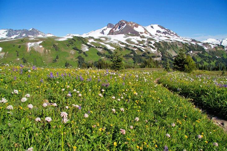 Flores silvestres alpinas en Whistler