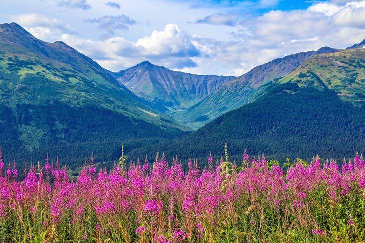 Fireweed en Anchorage